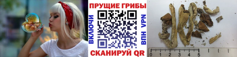 Купить закладки  Курлово  Галлюциногенные грибы Magic Shrooms 